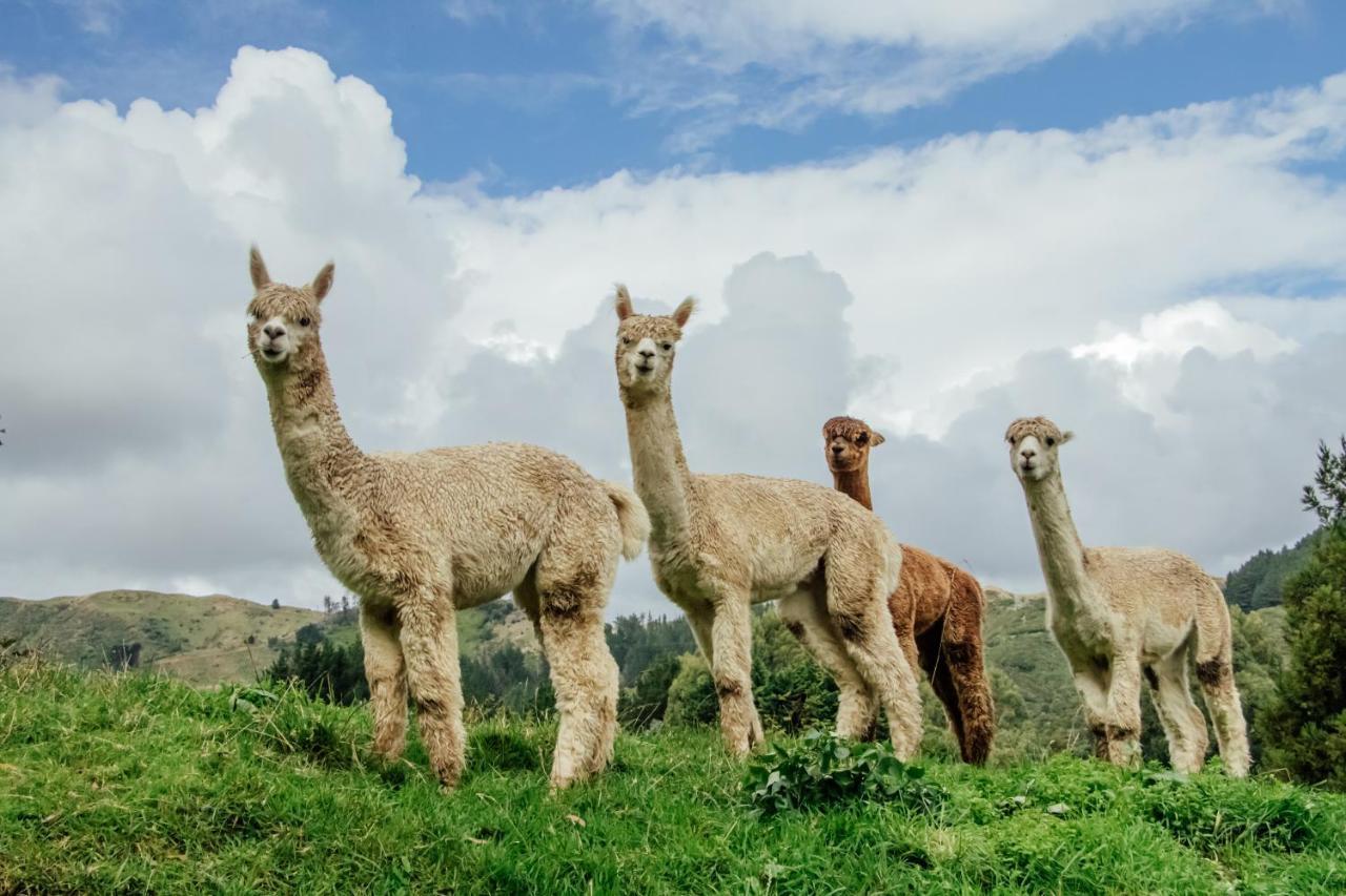 Luxury Stay, Alpaca Farm パラパラウム エクステリア 写真